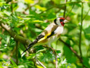 Goldfinch - Szczygieł